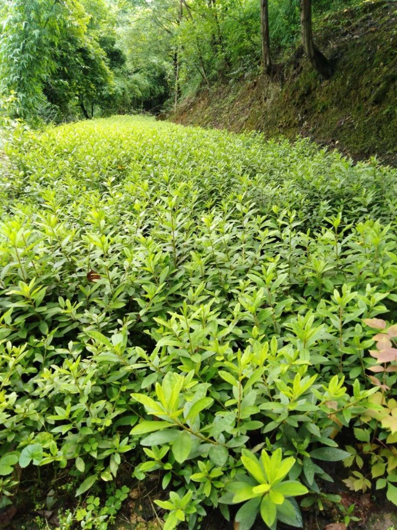 重庆巴南区赚宝苗圃专业批发精品春娟量大价格美丽