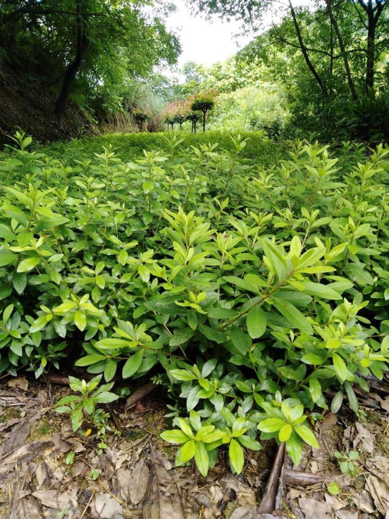 重庆巴南区赚宝苗圃专业批发精品春娟量大价格美丽