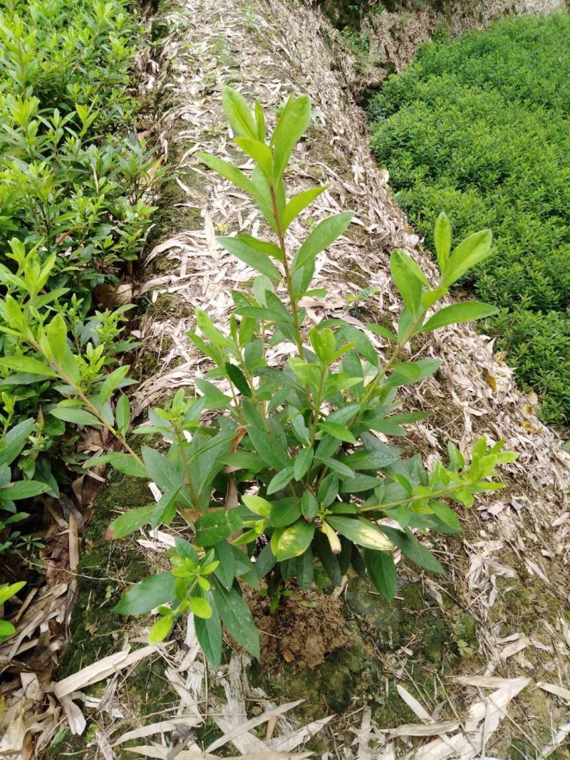 重庆巴南区赚宝苗圃专业批发精品春娟量大价格美丽