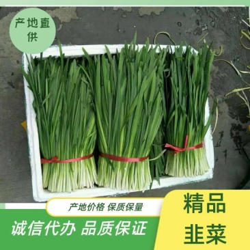 韭菜诚信代办产地直销物美价廉，产地直供