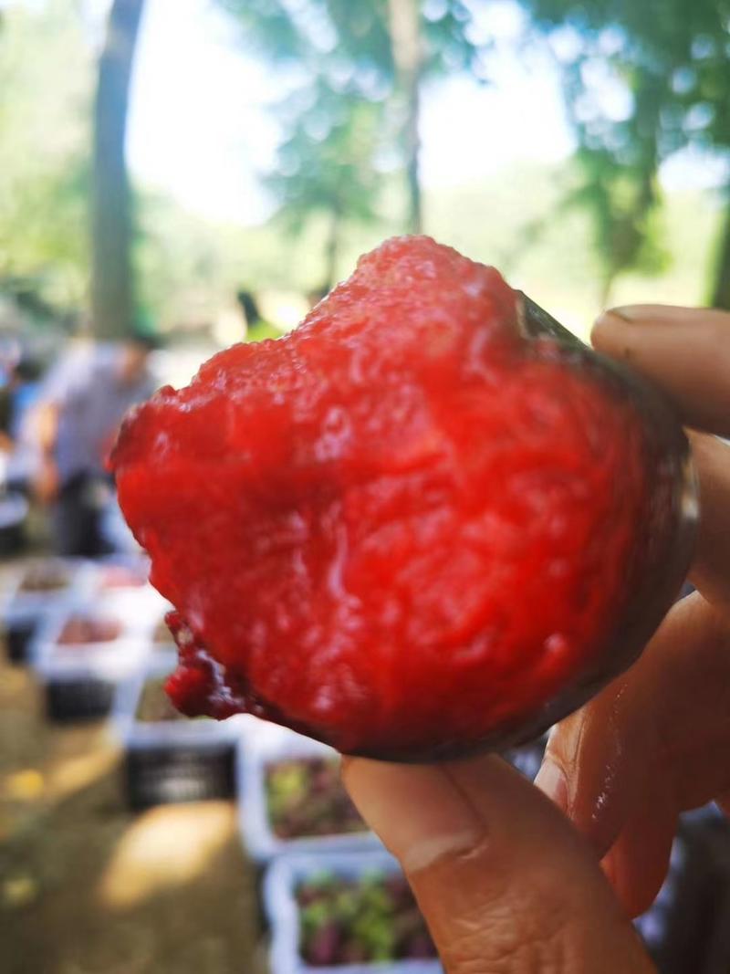 风味玫瑰李子红肉黑布林中的精品，口感甜到爆，产地直供！