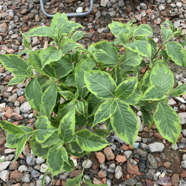 花叶锦带，彩叶锦带，五彩锦带，