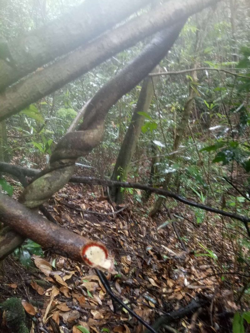 大血藤血藤红血藤野生