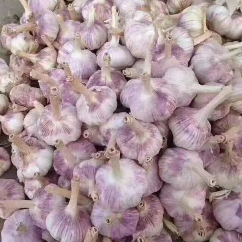 优质大蒜，紫皮大蒜基地直供，农家种植山东精品大蒜