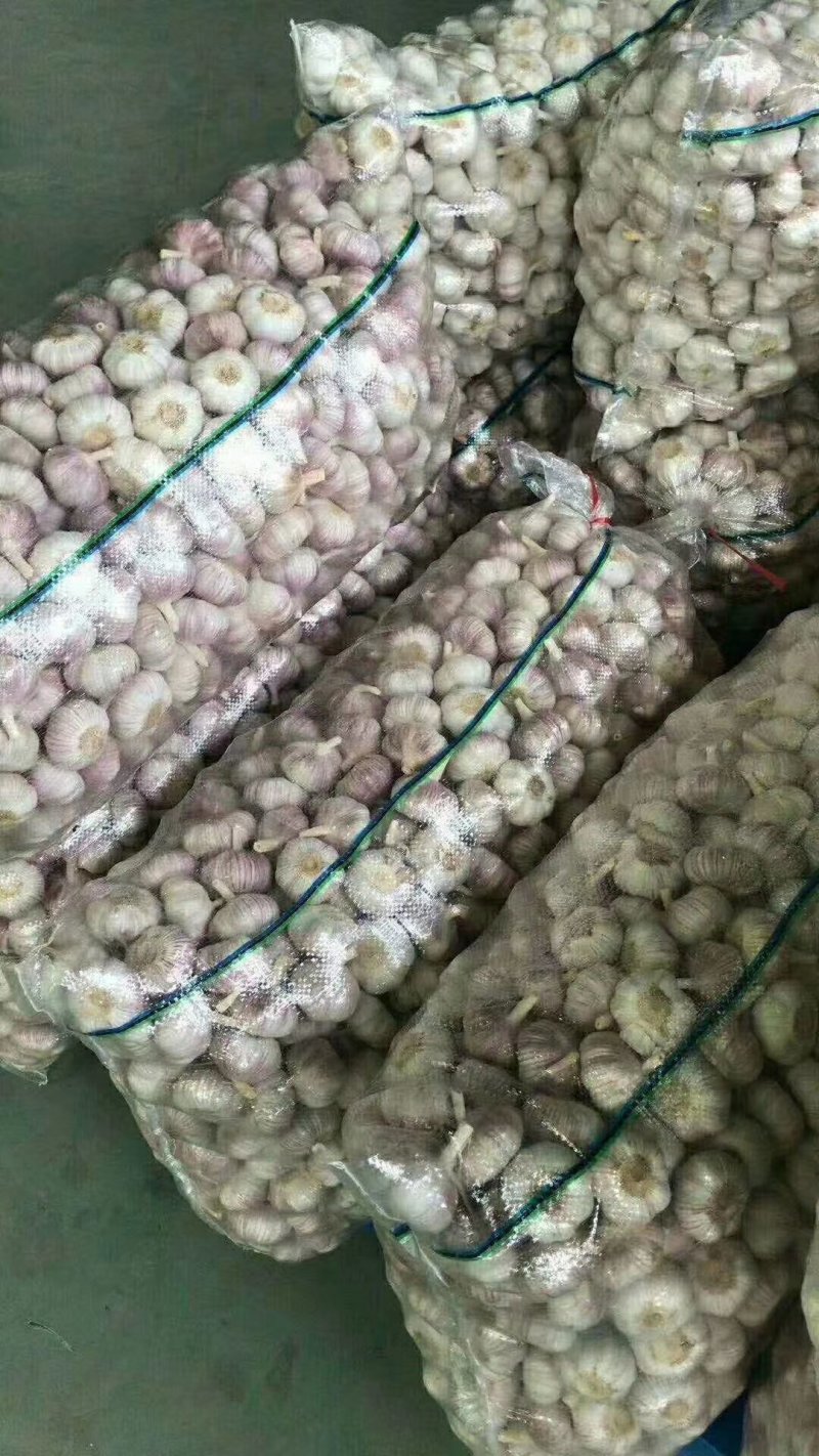 优质大蒜，紫皮大蒜基地直供，农家种植山东精品大蒜