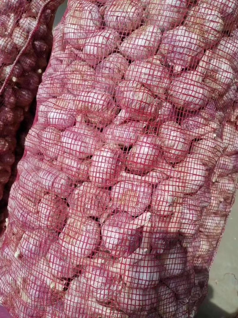 优质大蒜，紫皮大蒜基地直供，农家种植山东精品大蒜
