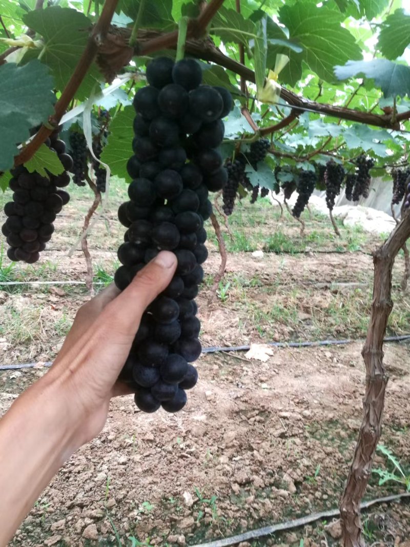 沪太，夏黑葡萄，大棚葡萄,精品大量上市供应批发