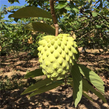 释迦果，潘荔枝，佛头果，番鬼荔枝，赖球果