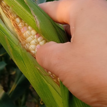 花糯玉米白糯玉米