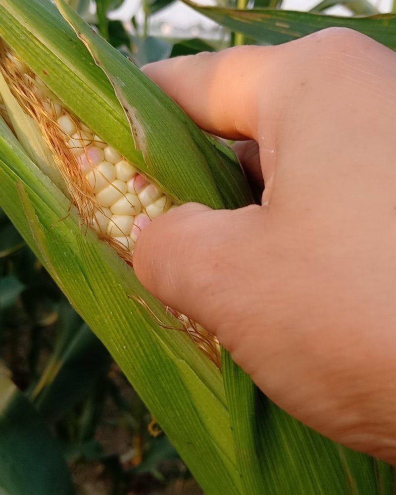 花糯玉米白糯玉米
