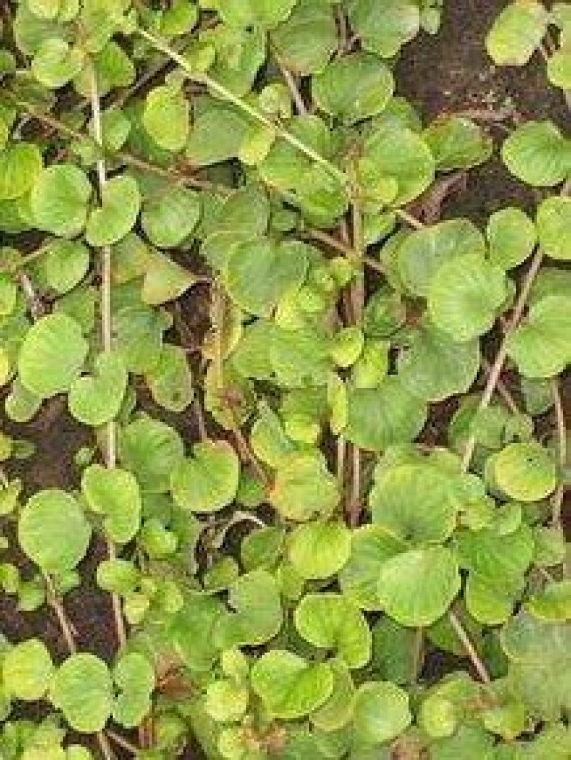 金钱草，四川地产野生大叶金钱草，筛选去杂干度好无霉