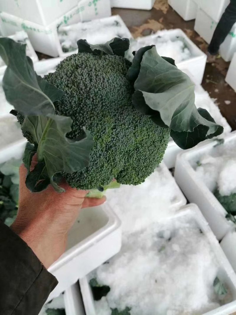 精品西兰花大量上市产地质发可供超市，电商，量大优惠