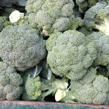 精品西兰花大量上市产地质发可供超市，电商，量大优惠