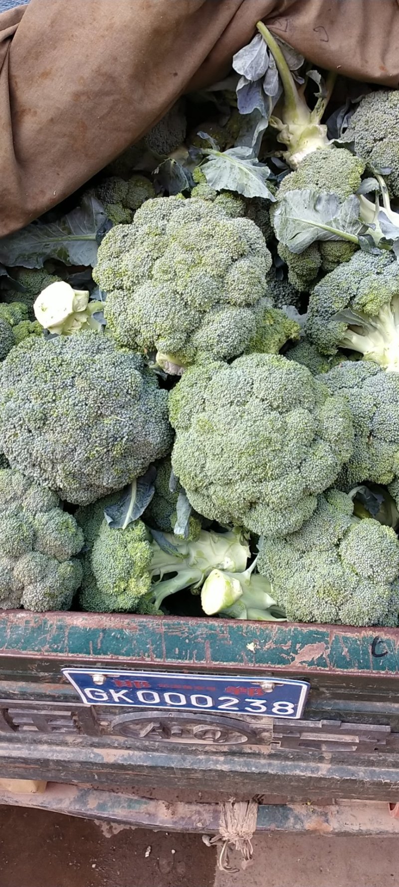 精品西兰花大量上市产地质发可供超市，电商，量大优惠