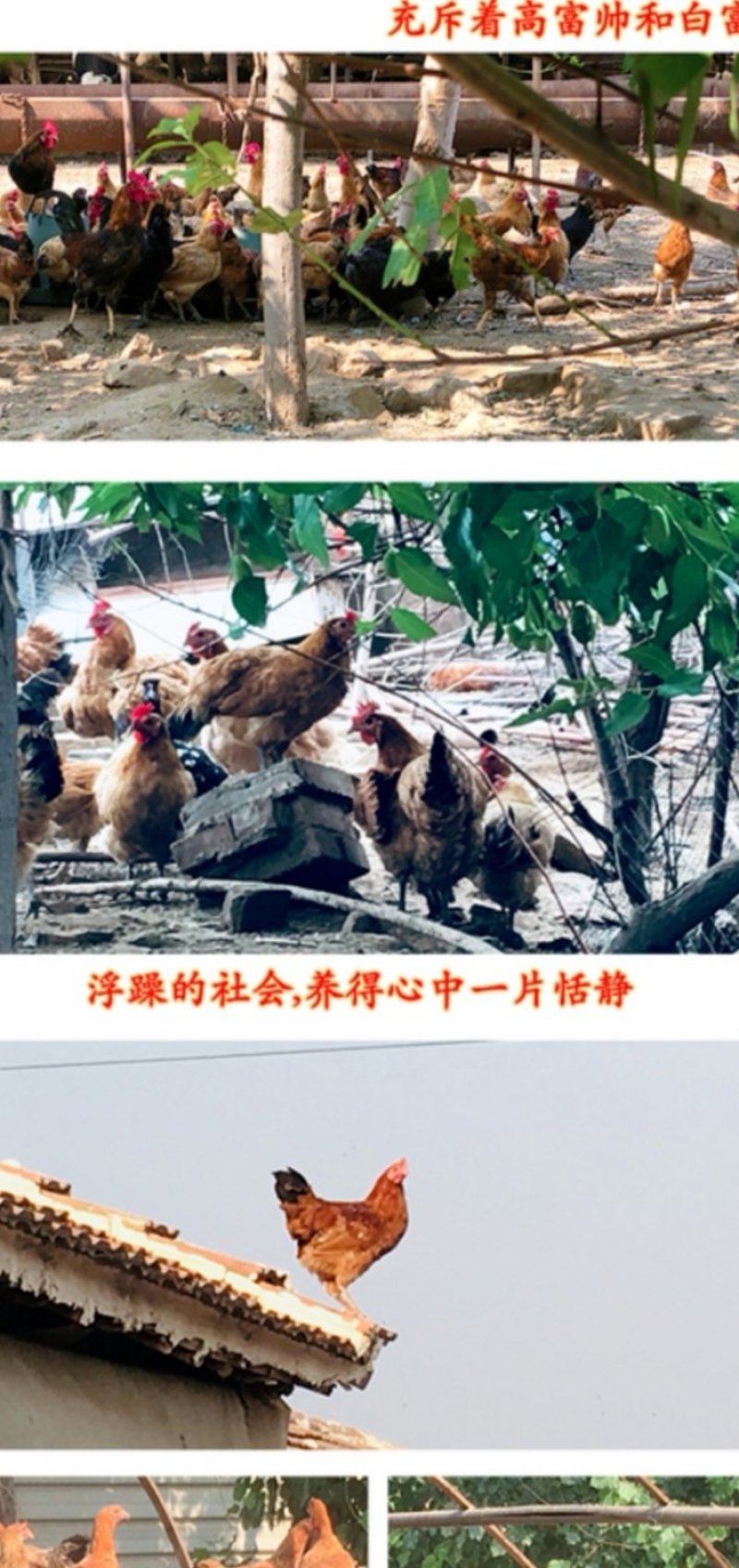 正宗农家土鸡蛋散养新鲜自养草鸡蛋蓟县特产柴鸡蛋笨鸡蛋
