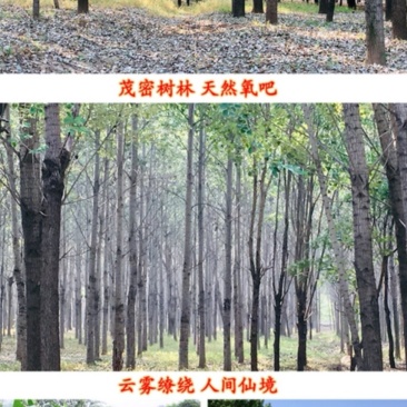 正宗农家土鸡蛋散养新鲜自养草鸡蛋蓟县特产柴鸡蛋笨鸡蛋