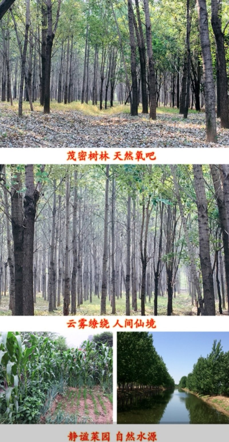 正宗农家土鸡蛋散养新鲜自养草鸡蛋蓟县特产柴鸡蛋笨鸡蛋