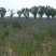 沙打旺种子多年生牧草四季绿肥防沙固土护坡耐寒耐旱