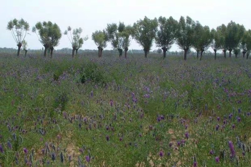 沙打旺种子多年生牧草四季绿肥防沙固土护坡耐寒耐旱