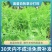 沙打旺种子多年生牧草四季绿肥防沙固土护坡耐寒耐旱