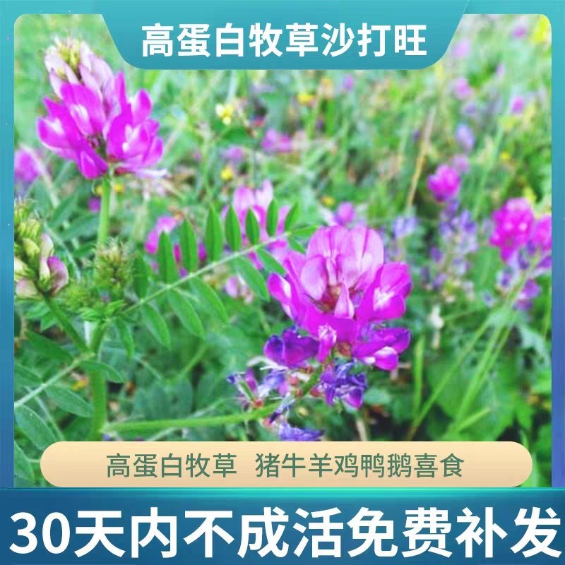沙打旺种子多年生牧草四季绿肥防沙固土护坡耐寒耐旱