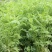 沙打旺种子多年生牧草四季绿肥防沙固土护坡耐寒耐旱