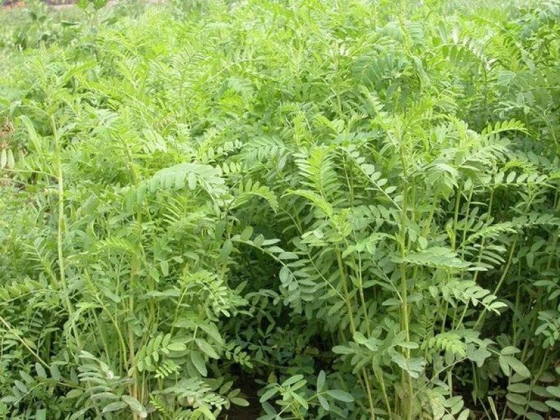 沙打旺种子多年生牧草四季绿肥防沙固土护坡耐寒耐旱