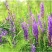 沙打旺种子多年生牧草四季绿肥防沙固土护坡耐寒耐旱