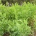 沙打旺种子多年生牧草四季绿肥防沙固土护坡耐寒耐旱