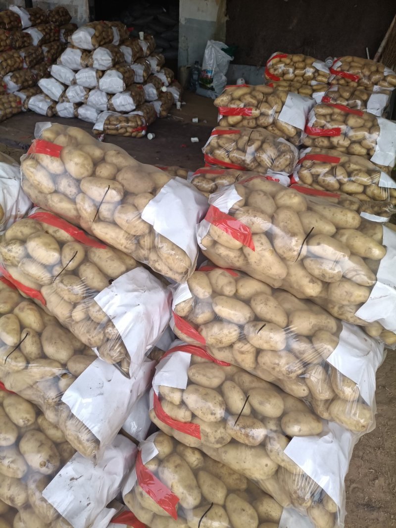 兰陵精品荷兰十五土豆大量上市都是黄心黄皮