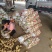 兰陵精品荷兰十五土豆大量上市都是黄心黄皮