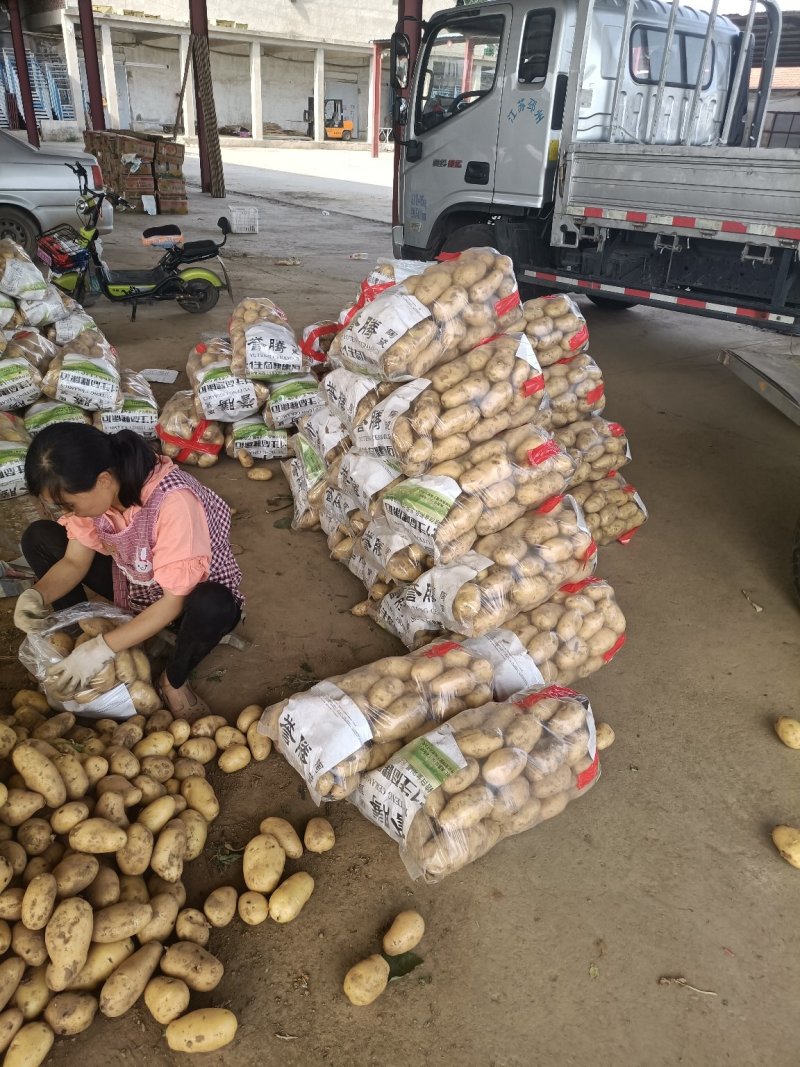 兰陵精品荷兰十五土豆大量上市都是黄心黄皮