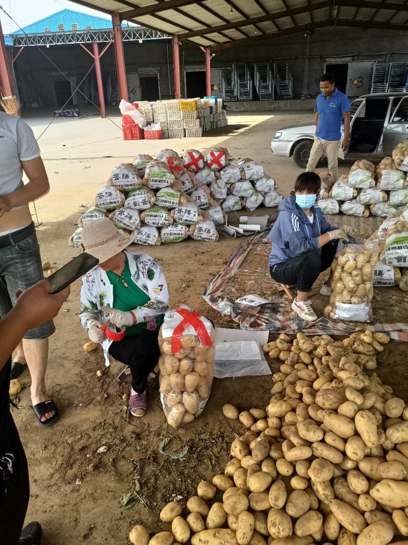 兰陵精品荷兰十五土豆大量上市都是黄心黄皮