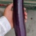 《优选广茄》河南广茄长茄产地现发，大量新鲜供应，品好价优