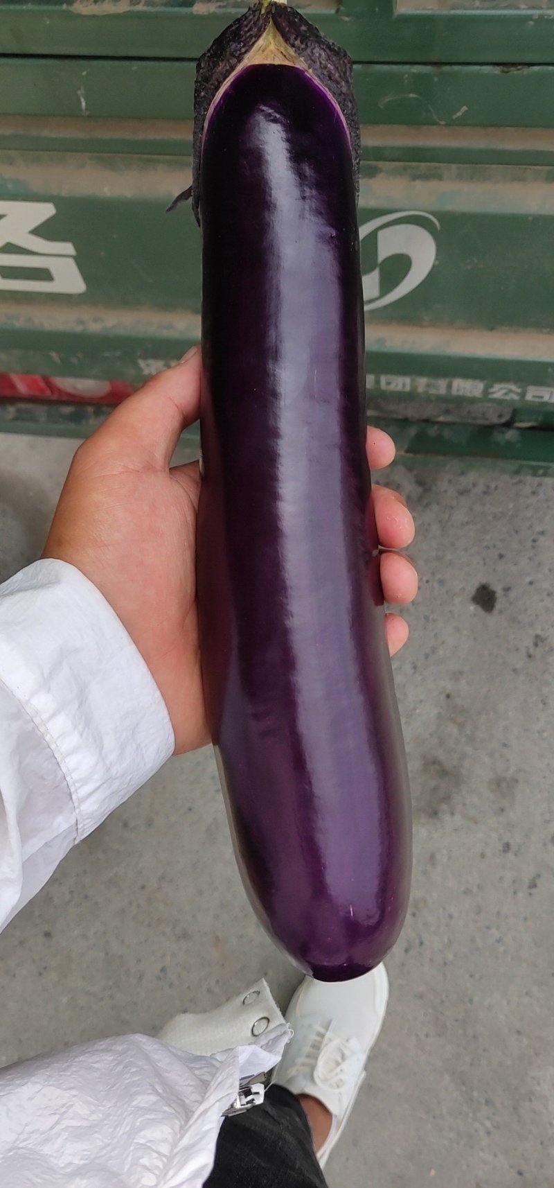 《优选广茄》河南广茄长茄产地现发，大量新鲜供应，品好价优