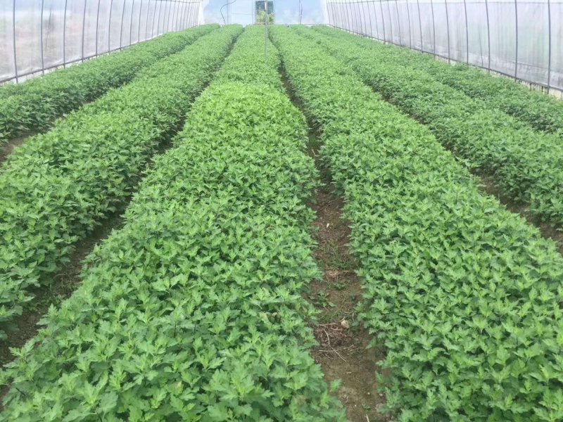 金丝皇菊苗，婺源皇菊苗，贡菊苗，七月菊苗大量批发，包回收