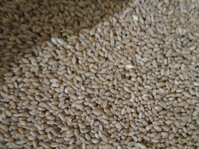 新乡普小麦1200吨出售质量好现货供应水分13以下