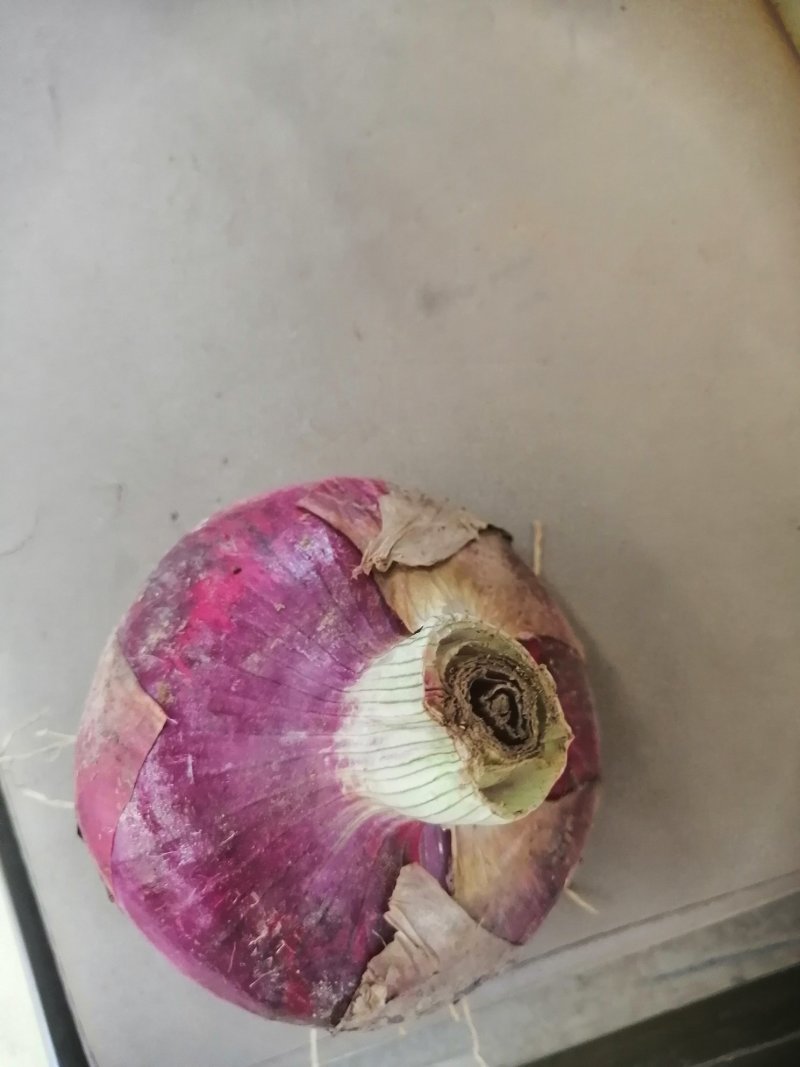 洋葱