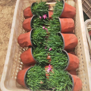 双色盆欧石竹