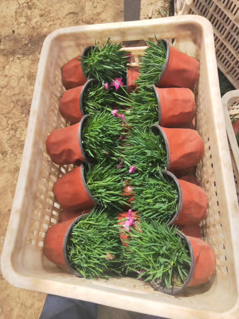 双色盆欧石竹