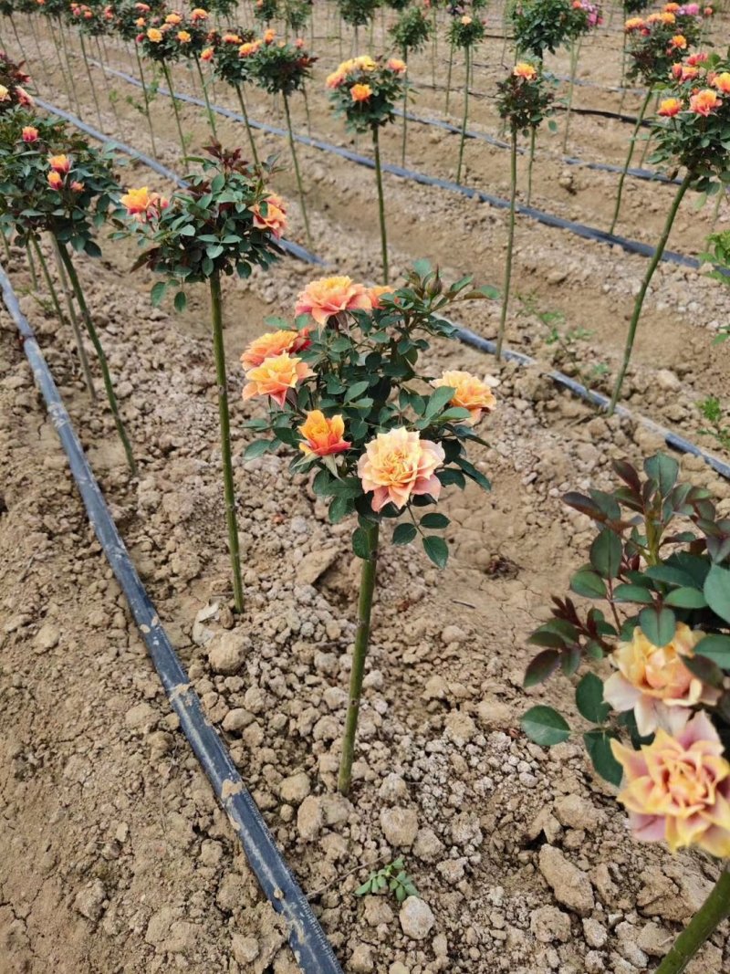 棒棒糖月季双色月季树多色月季花三色月季树
