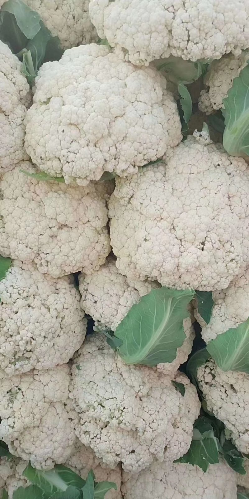 吉林公主岭有机花大量上市，质量好，价格美丽！欢迎采购！