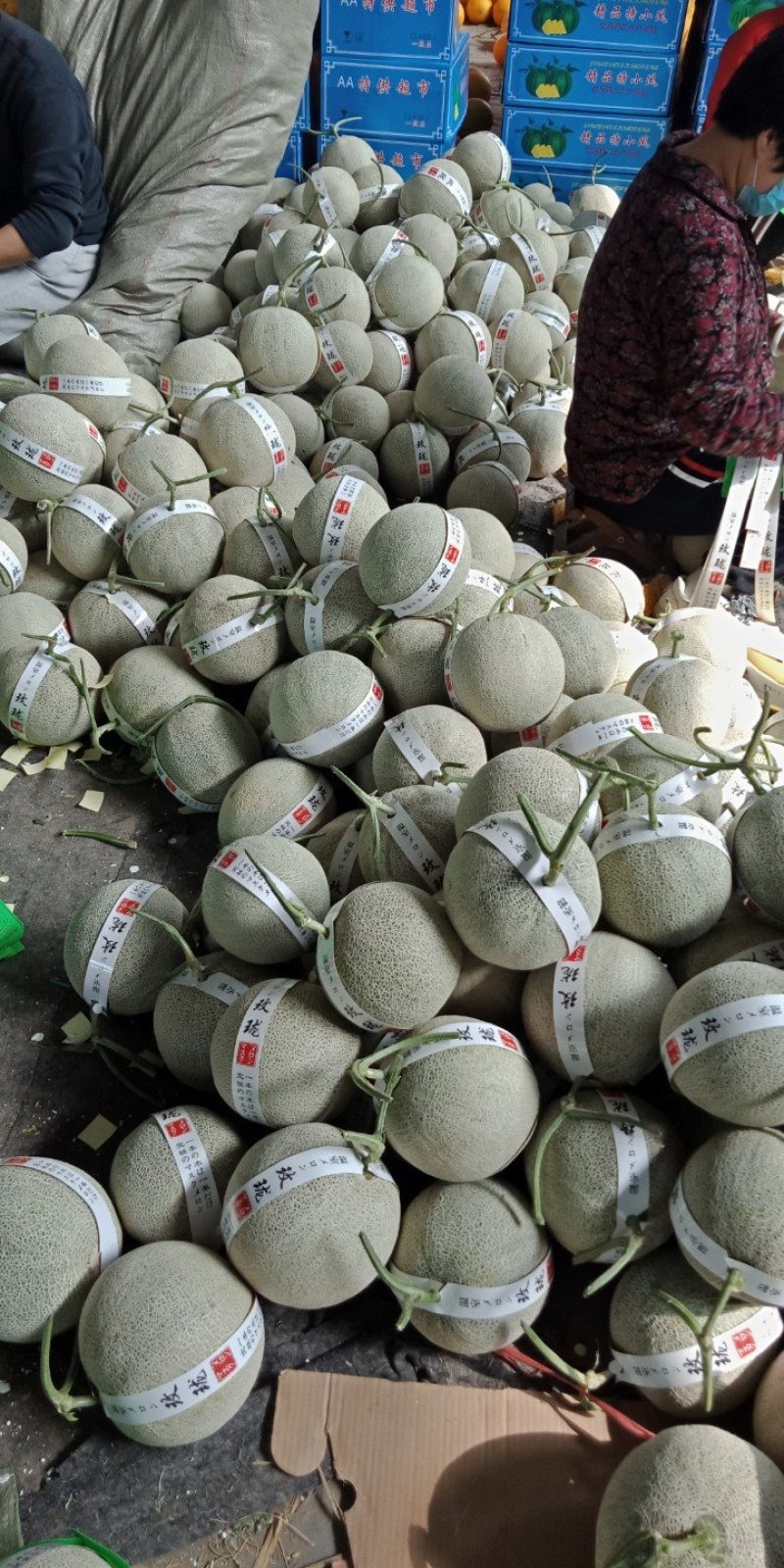 晓蜜25，网纹，脆甜多汁，货源充足，保质保量，产地直供