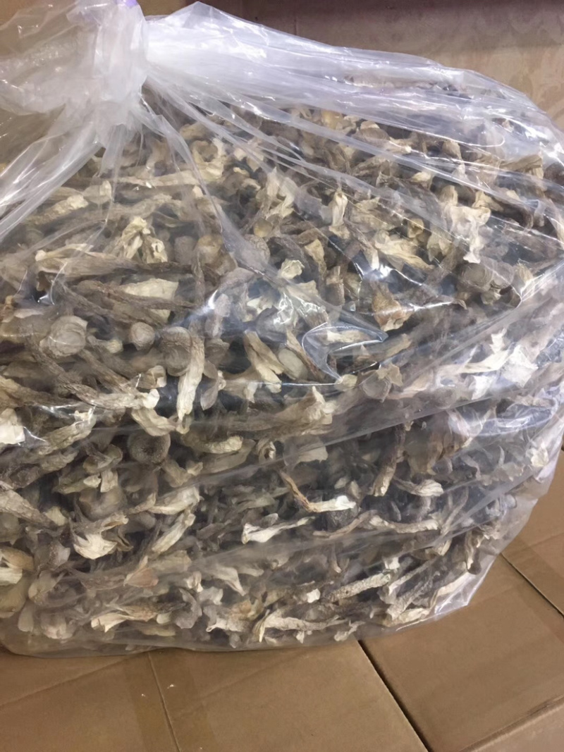 鹿茸菇、新货