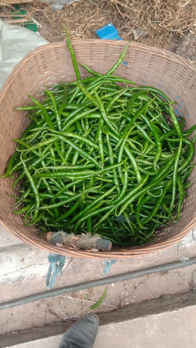 南阳新野线椒上市，质优价廉，3号线椒，7号线椒提供分拣
