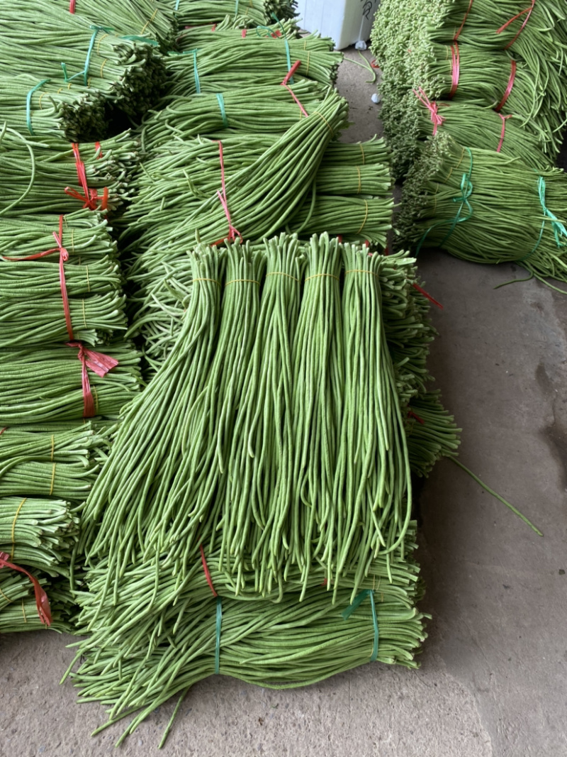 广西北海合浦精品长豆角