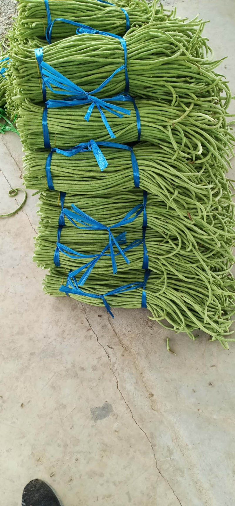 广西北海合浦精品长豆角