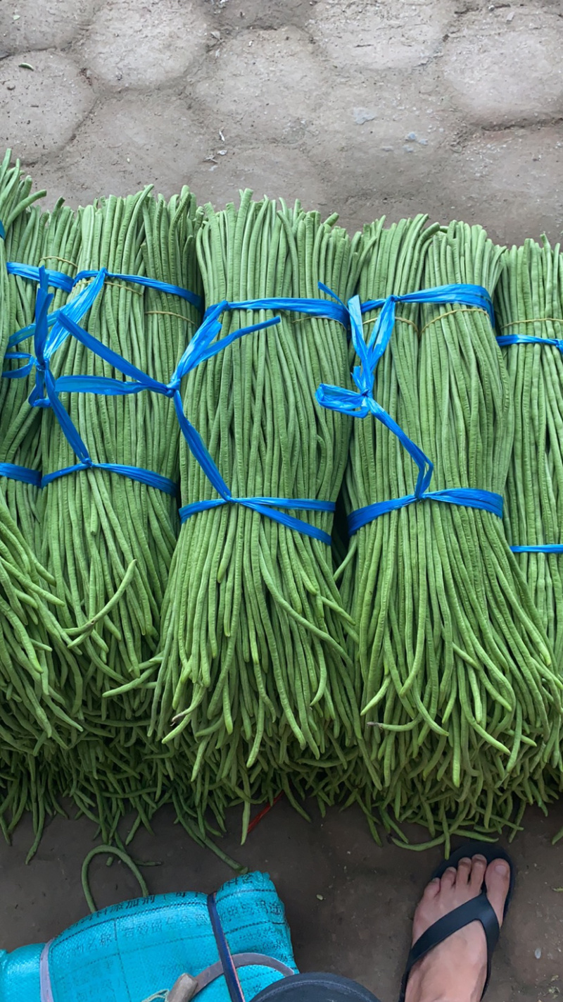 广西北海合浦精品长豆角