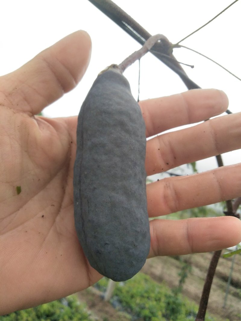八月瓜100g～200克