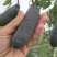 八月瓜100g～200克